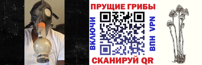 даркнет наркотические препараты Людиново Псилоцибиновые грибы прущие грибы